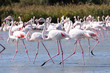 WADING PINK FLAMINGOS