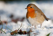 Cute robin on snow in winter Cute robin on snow in winter