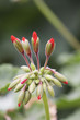 Foto: Blooming flower Blooming flower