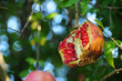 Photo: Pomegranate Pomegranate