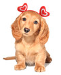 Valentine puppy Valentine puppy