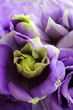 Closeup of bluebell flowers