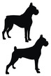 Boxer