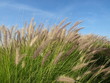 Gräser, Sommer