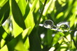 Wassertropfen