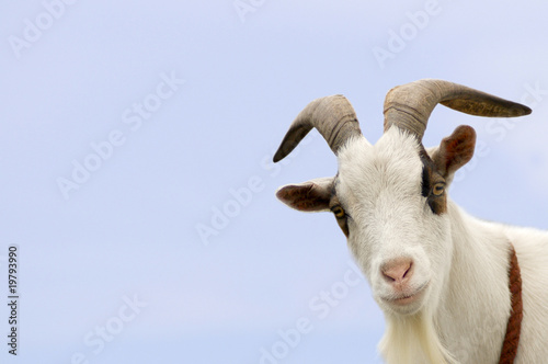 Foto: Ziege Ziege