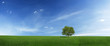 Lonely tree on a green field (XXXLarge)