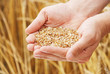 Grain of the wheat in hands of the person
