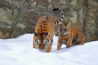 amur tigre con i suoi un giovane
