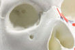 Detail eines Schädelmodells