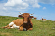 Liegendes Simmentaler Ring Liegendes Simmentaler Ring