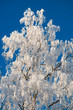 Tree crown in snow Tree crown in snow