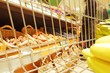 Shopping, Einkaufswagen, Lebensmittel-Shop
