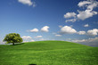 Baum und Himmel