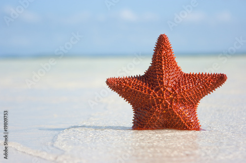 Photo: Big red starfish Big red starfish