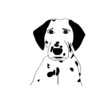 Just 1 Dalmatian