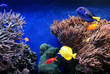 Tropical Fish Tropical Fish