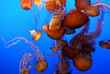 Jellyfish Jellyfish