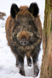 Wild boar