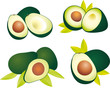 Vector: Avocado vector Avocado vector