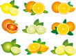 Vector: Citrus vector Citrus vector