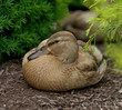 Female Duck (Gadwall Anas strepera) beak nestled in plumage.