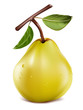 Photo-realistic vector. Ripe pear with water drops.