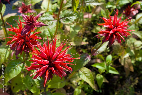 Monarda flowers Monarda flowers