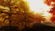 (1140) Sunshine Autumn Park Red Trees Afternoon LOOP