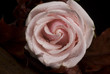 Pink Rose Pink Rose