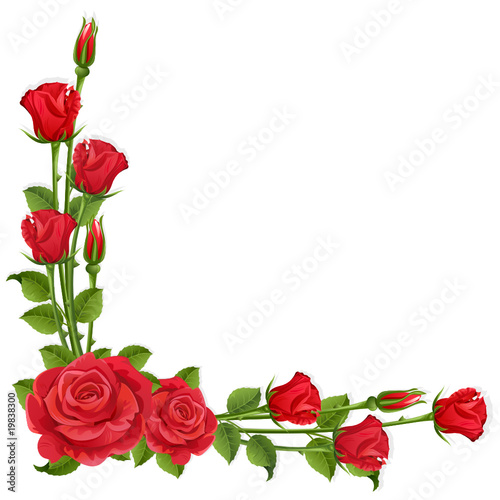 White background with red red and white roses background. White background with red