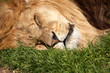 The Lion Sleeps Tonight - focus on nose and mouth