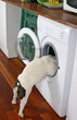 bouledogue français grimpant dans le lave linge