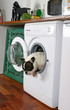 bouledogue trop curieux sortant du lave linge - danger