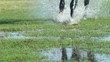 Video: Horse galoping / Slow motion RED ONE shot Horse galoping / Slow motion RED ONE shot