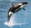 killer whale jump