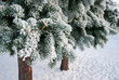 Frosty fir-trees Frosty fir-trees
