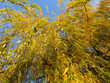weeping willow