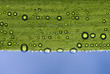 water drops