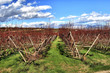 agricolture background