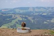 Allgäu Kuh
