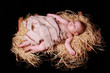 Jesus in manger