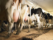 Milking Cows