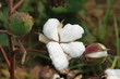 Cotton boll closeup with leaves and bud