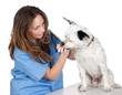 Veterinary with a dog for a review
