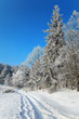 track on the edge of a winter forest track on the edge of a winter forest