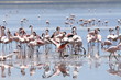 Flamingos02