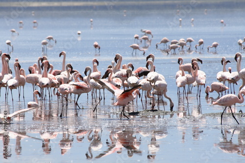 Foto: Flamingos02 Flamingos02