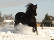 Friese galoppiert im Schnee