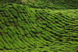Plantation de thé